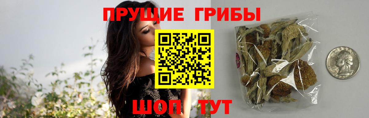 Псилоцибиновые грибы Cubensis Жигулёвск